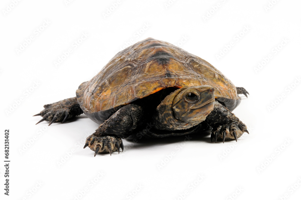 Fototapeta premium Japanische Sumpfschildkröte // Japanese pond turtle (Mauremys japonica)