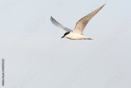 Gull-billed Tern, Gelochelidon nilotica