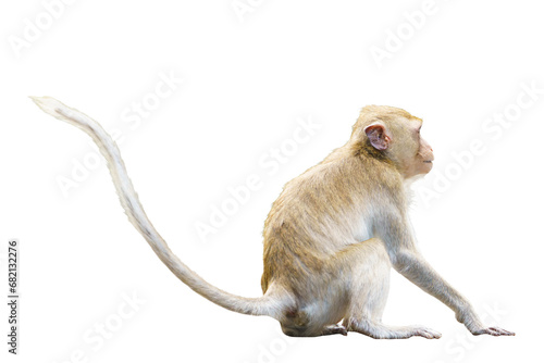 Portrait, Side view Brown monkey or Macaca sit vacant alone, It look back and turned away, use your think, imagination, absent-mindedat. Material for creative. Isolated background with transparent. photo