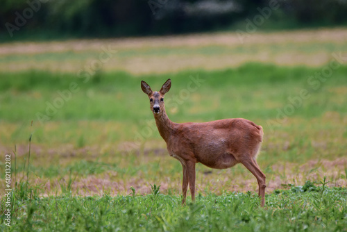 Pregnant roe deer (Capreolus capreolus) on a meadow