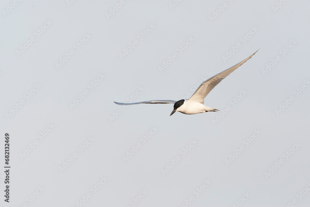 Obraz premium Gull-billed Tern, Gelochelidon nilotica