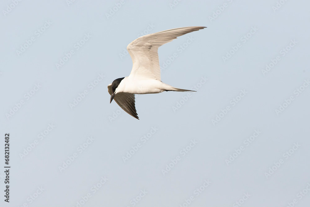 Gull-billed Tern, Gelochelidon nilotica Gull-billed Tern, Gelochelidon nilotica