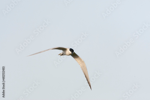 Gull-billed Tern, Gelochelidon nilotica photo