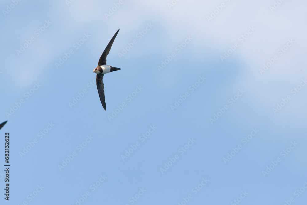 Alpengierzwaluw, Alpine Swift, Apus melba Alpengierzwaluw, Alpine Swift, Apus melba