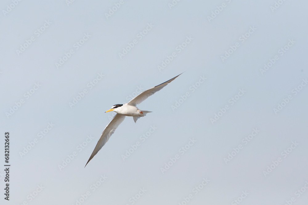 Little Tern, Sternula albifrons Little Tern, Sternula albifrons