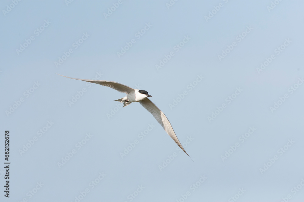 Gull-billed Tern, Gelochelidon nilotica