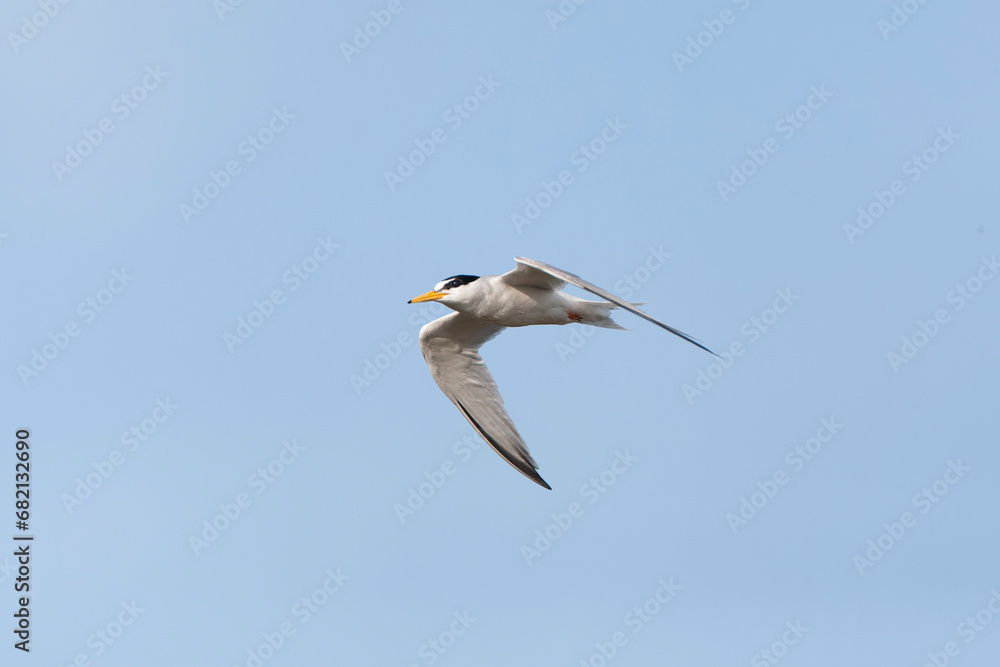 Little Tern, Sternula albifrons Little Tern, Sternula albifrons