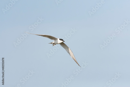 Gull-billed Tern, Gelochelidon nilotica