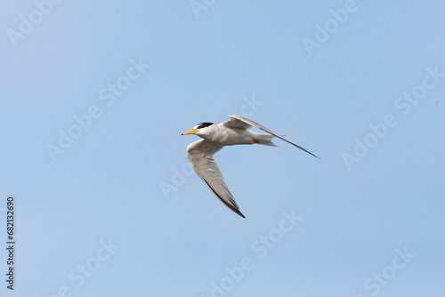 Little Tern  Sternula albifrons