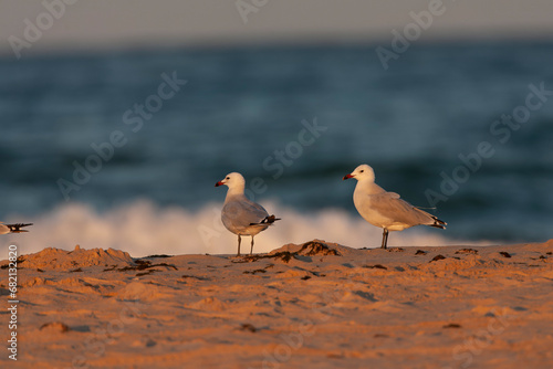 Foto Audouin's Gull, Ichthyaetus audouinii