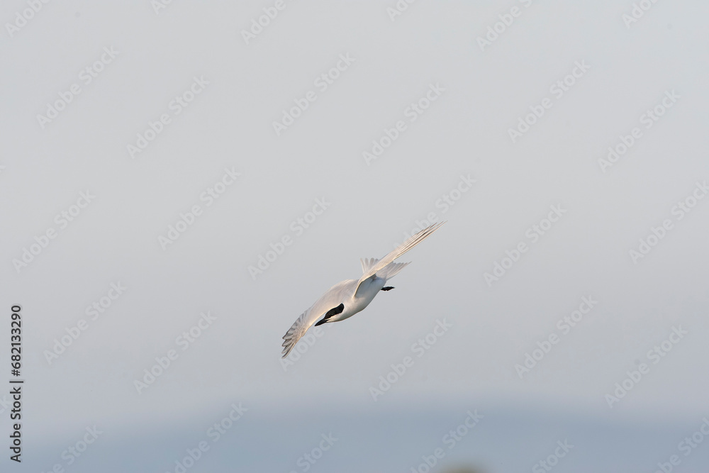 Gull-billed Tern, Gelochelidon nilotica Gull-billed Tern, Gelochelidon nilotica