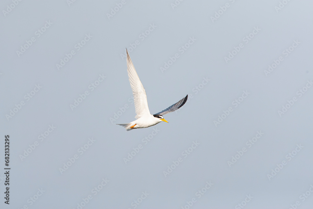 Fototapeta premium Little Tern, Sternula albifrons