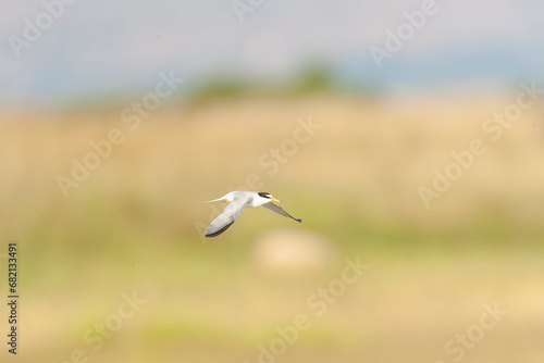 Little Tern  Sternula albifrons