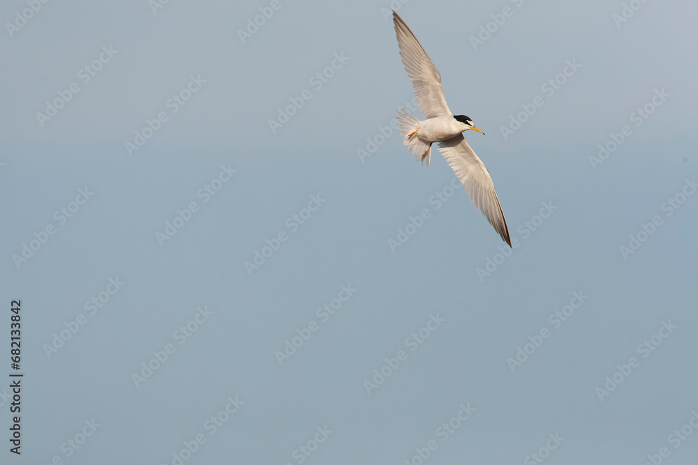 Little Tern, Sternula albifrons Little Tern, Sternula albifrons