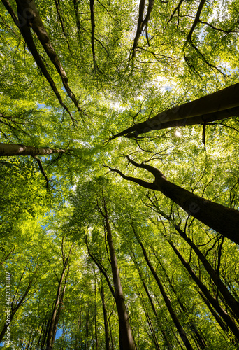 Treetops of tall beech (fagus) and oak (quercus) trees in a german forest in Hemer Sauerland on a bright spring day with fresh green foliage, seen from below in frog perspective with wide angle.