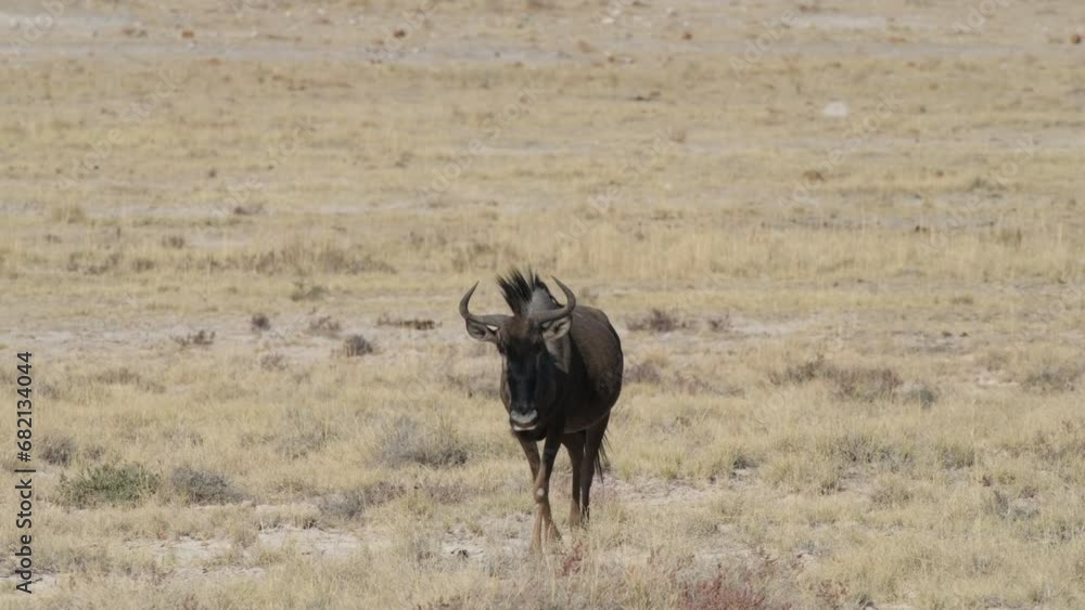 Wildebeest Walking In The Plains In Africa. - wide shot Wildebeest Walking In The Plains In Africa. - wide shot