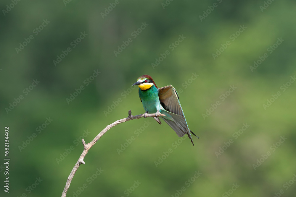 European Bee-eater, Merops apiaster European Bee-eater, Merops apiaster