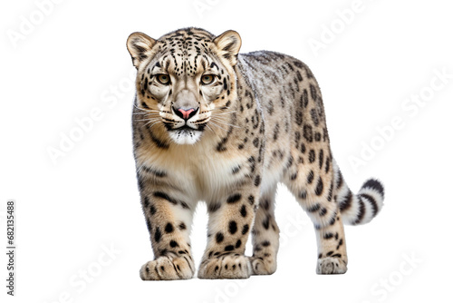 Distinctive Beauty Snow Leopard Bloom Isolated on transparent background