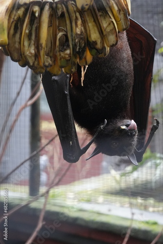 Pteropus alecto, commonly known as the Black Flying Fox or the Black Fruit Bat, is a species of megabat found in Australia, Papua New Guinea, and nearby regions. |黑狐蝠 photo