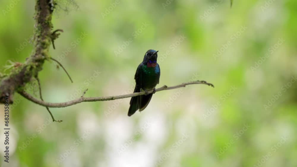 An iridescent pink and green hummingbird sits on top of a branch in a forest in Ecuador and looks for danger, South America. An iridescent pink and green hummingbird sits on top of a branch in a forest in Ecuador and looks for danger, South America.