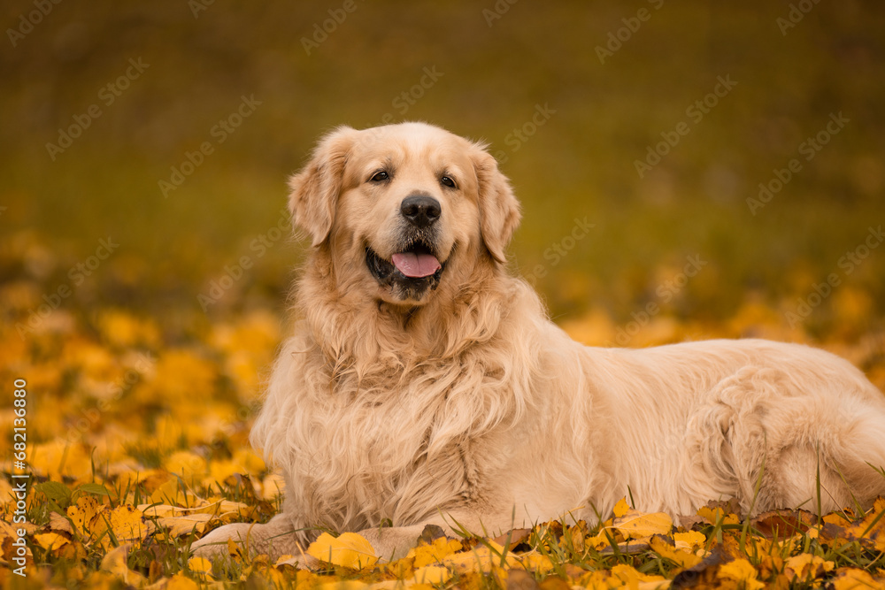 A Golden Retriever lies on the fall leaves in the park and smiles A Golden Retriever lies on the fall leaves in the park and smiles