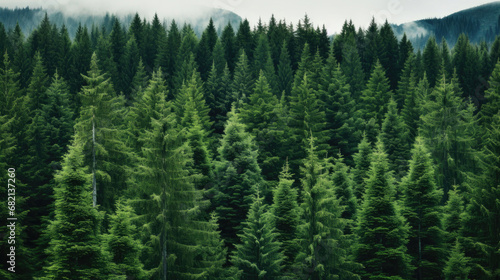 Spruce evergreen forest