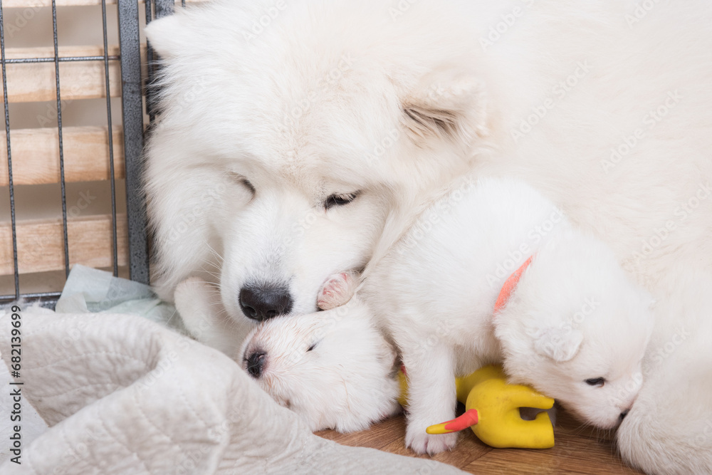 Samoyed dog mother with puppies