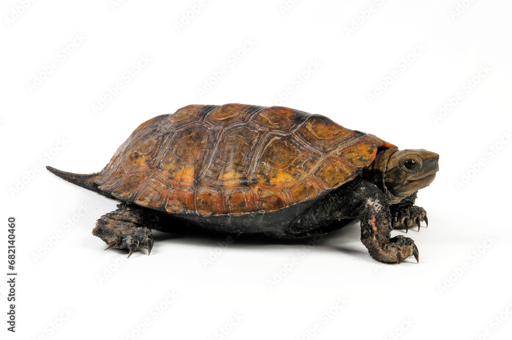 Fototapeta premium Japanische Sumpfschildkröte // Japanese pond turtle (Mauremys japonica)