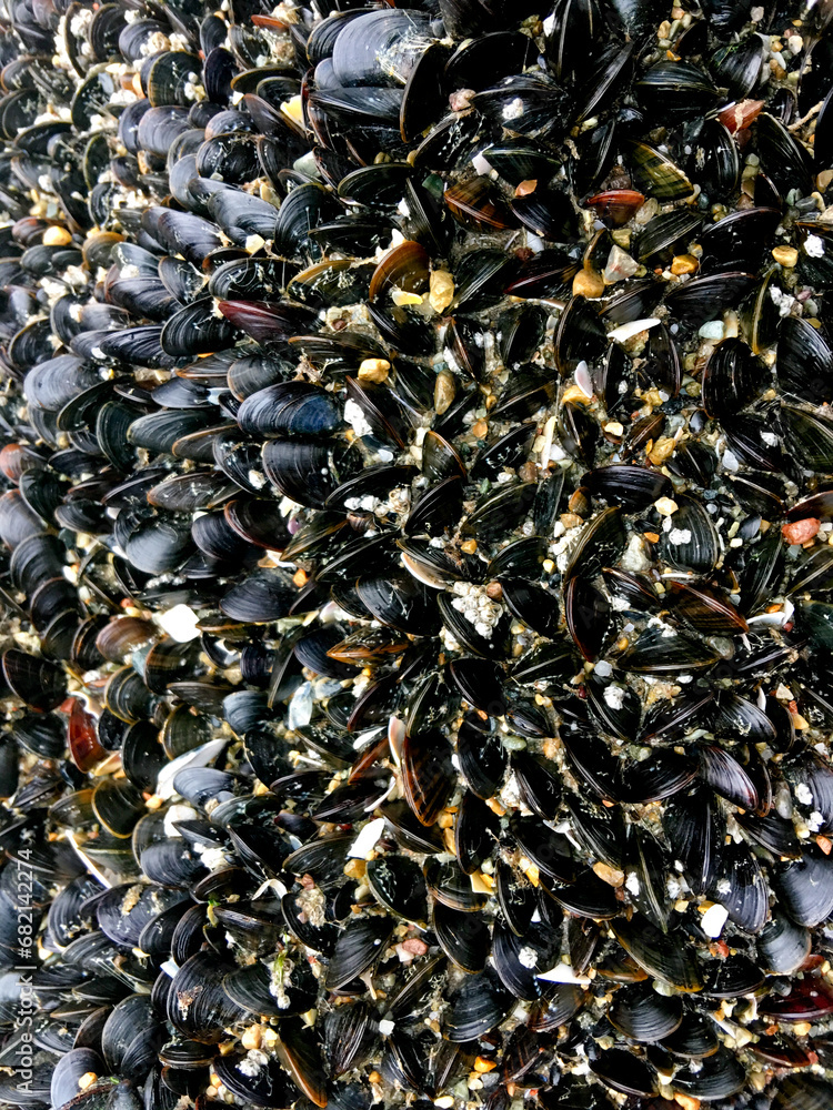 Molluscs on a beach Molluscs on a beach