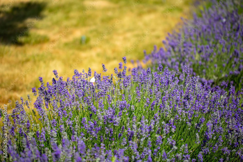 Naklejka premium Spring lavender flowers under sunlight. Lilac flowers close up. Beautiful landscape of nature with a panoramic view. Hi spring. long banner