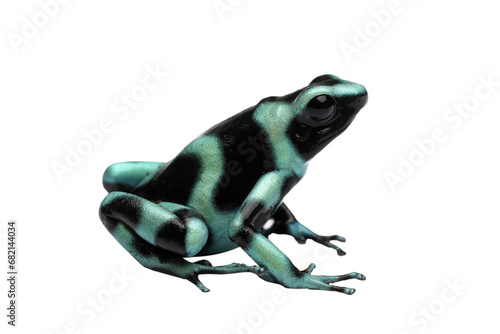 Dendrobates auratus green dart frog closeup on isolated background, Dendrobates auratus on isolated background