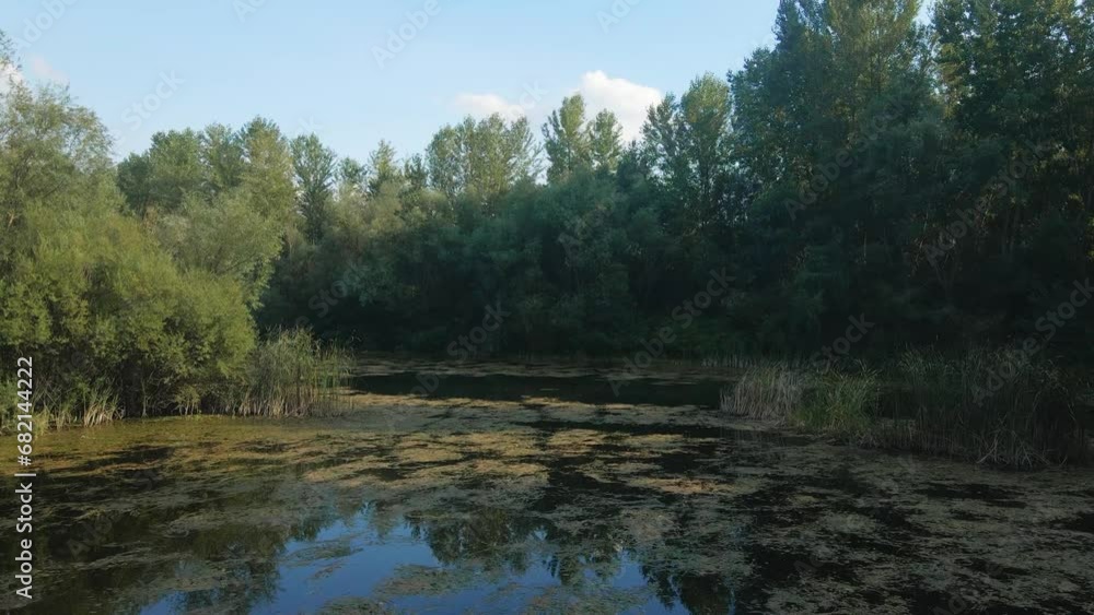 A pond surrounded by reeds and trees in sunny day in eastern Serbia A pond surrounded by reeds and trees in sunny day in eastern Serbia