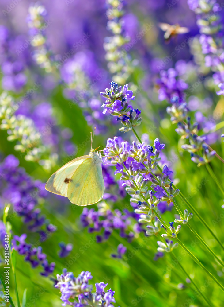 Butterflies on spring lavender flowers under sunlight. Beautiful landscape of nature with a panoramic view. Hi spring. long banner Butterflies on spring lavender flowers under sunlight. Beautiful landscape of nature with a panoramic view. Hi spring. long banner