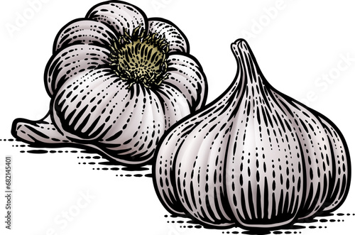 Garlic vegetable illustrati...