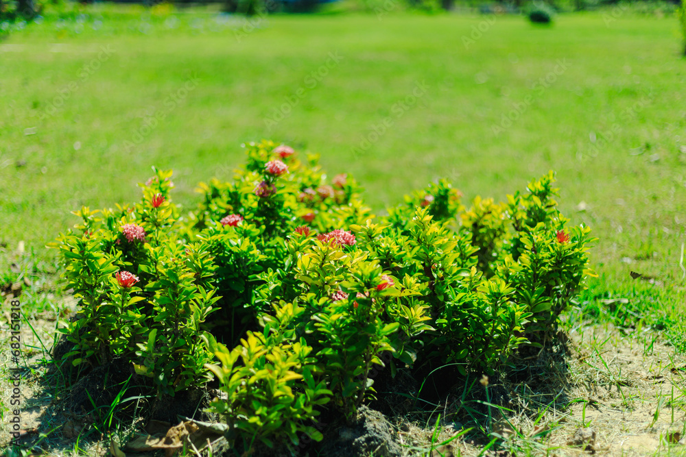 Obraz premium Green shrubs and small white flowers In the garden