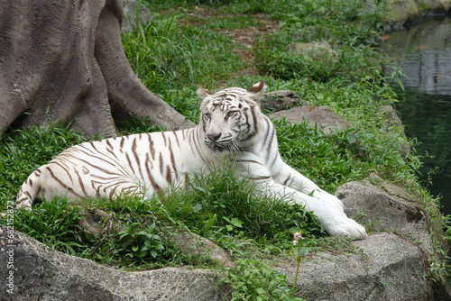Fototapeta Naklejka Na Ścianę i Meble -  White tigers are a rare variant of Bengal tigers (Panthera tigris tigris) characterized by their striking white fur with black or dark brown stripes. |白老虎