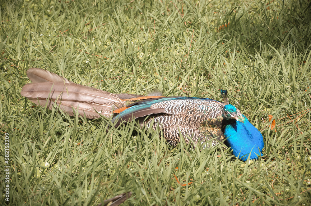Peacock sits in the grass in the park. Bird in the park. Peacock sits in the grass in the park. Bird in the park.