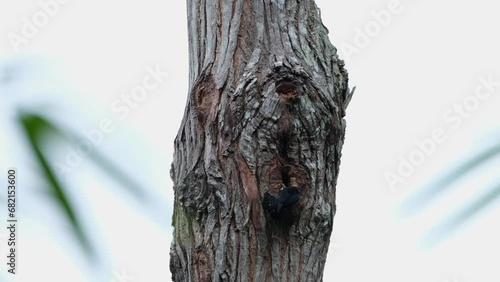 Seen outside of its burrow as it is feeding and tending its nestlings then flies away, Black-thighed Falconet Microhierax fringillarius, Thailand photo