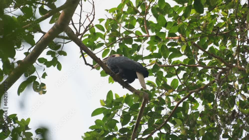 Seen from under perched on a high branch as it looks towards the span of the forest, Wreathed Hornbill Rhyticeros undulatus, Male, Thailand Seen from under perched on a high branch as it looks towards the span of the forest, Wreathed Hornbill Rhyticeros undulatus, Male, Thailand