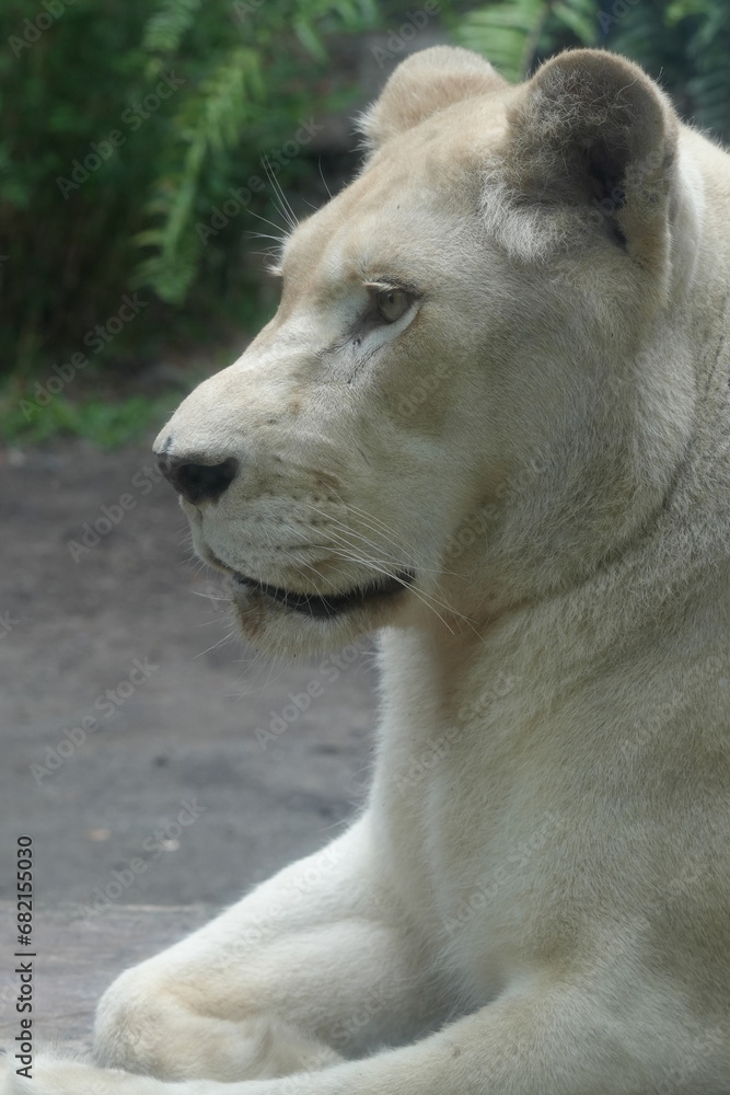 A close-up white lions are a rare color variation of the African lion (Panthera leo). They get their distinctive white or very pale coloration|母獅子 A close-up white lions are a rare color variation of the African lion (Panthera leo). They get their distinctive white or very pale coloration|母獅子