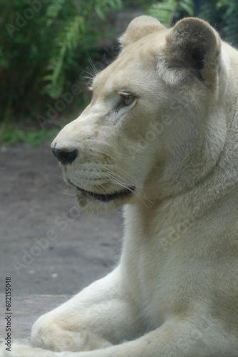 A close-up  white lions are a rare color variation of the African lion  Panthera leo . They get their distinctive white or very pale coloration          