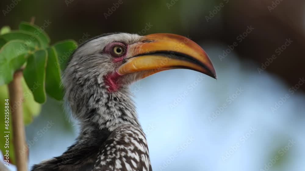 Southern Yellow-billed Hornbill Sitting On Tree Branch - close up Southern Yellow-billed Hornbill Sitting On Tree Branch - close up