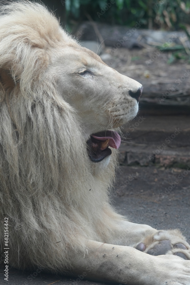 White Lions (Panthera leo) are iconic and majestic big cats known for their strength, social structure, and dominance as apex predators in their habitats. |雄獅子