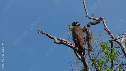 Seen from its back perched up high the tree and then turns its head to look to the left and then back to where it was focused on, Crested Serpent Eagle Spilornis cheela, Thailand photo