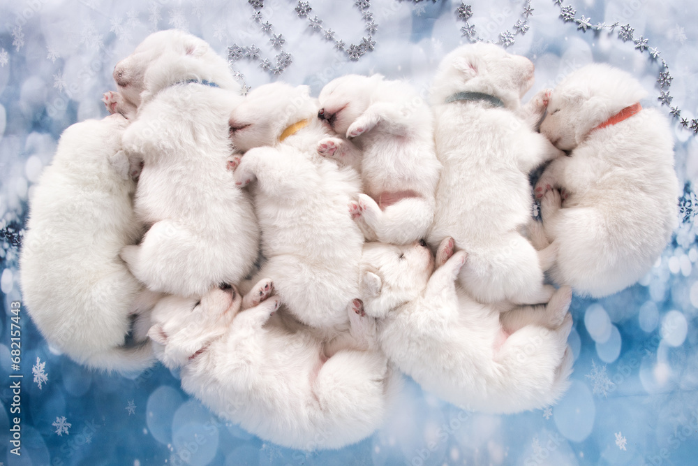 Eight puppies. White fluffy small Samoyed puppies dogs are sleeping on blue background Eight puppies. White fluffy small Samoyed puppies dogs are sleeping on blue background