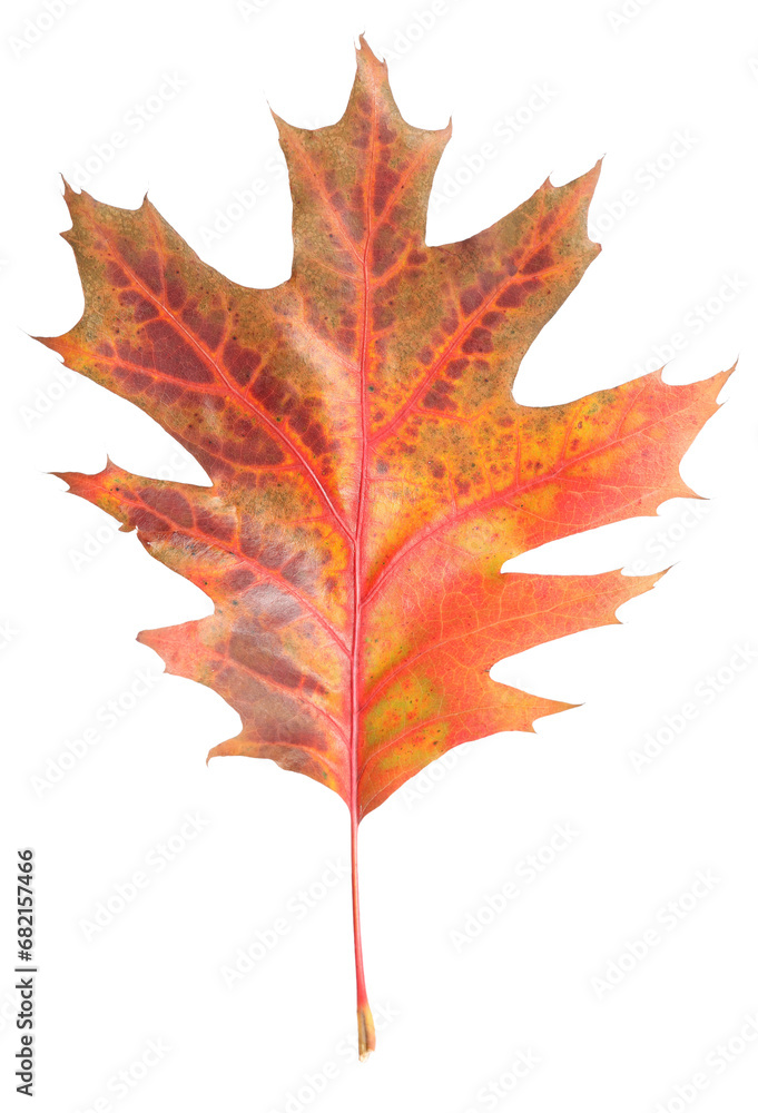 Autumn season. Oak leaf isolated on white Autumn season. Oak leaf isolated on white