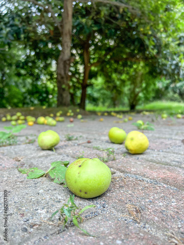 Fallen apples on ground over blurred trees at fruit orchard garden