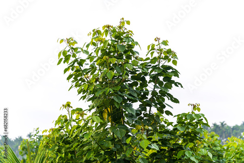 Millettia pinnata (Indian beech or Pongame oiltree) leaves on tree in the park photo