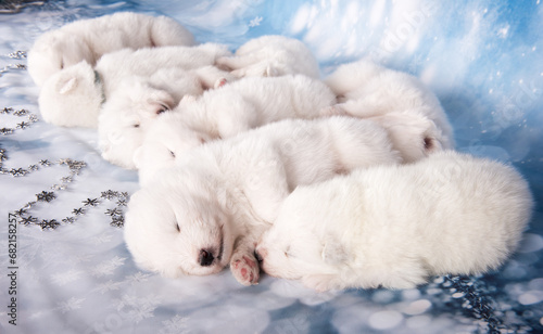 Eight puppies. White fluffy small Samoyed puppies dogs are sleeping on blue background