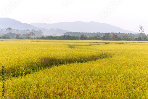 Golden paddy rice field before harvesting.